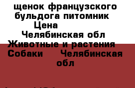 щенок французского бульдога питомник › Цена ­ 35 000 - Челябинская обл. Животные и растения » Собаки   . Челябинская обл.